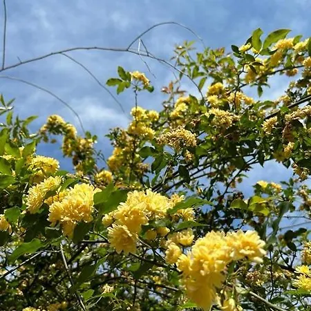 Bacvice Apartment Split